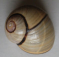 /products/polymita-picta-multifasciata-torre-1850/